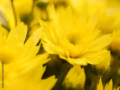 Background Of Blurred Yellow Flowers