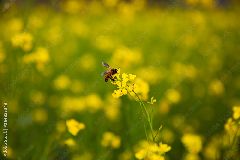 Obraz premium bee on flower for honey 