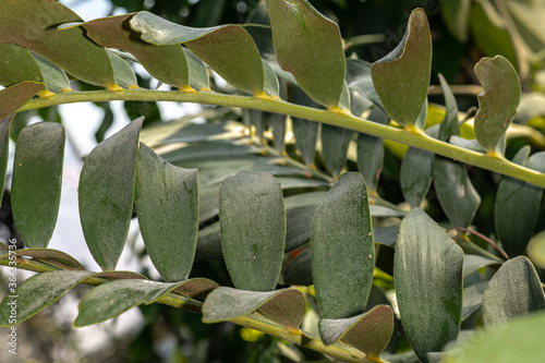 Leaves of Coontie (Zamia floridana) photo
