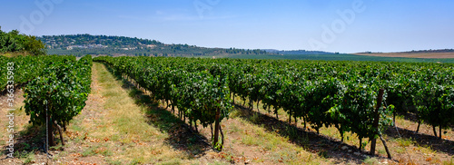 Vineyard of monastery of the Silent Monks at Latrun photo