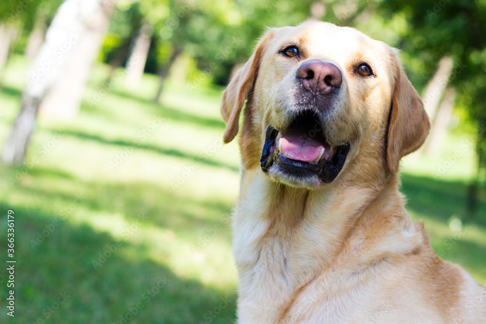 Smiling labrador dog in the city park 