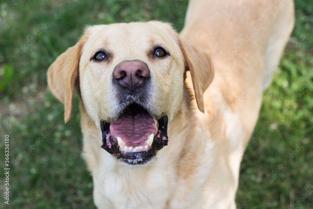 Smiling labrador dog in the city park 