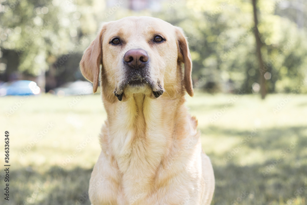 Smiling labrador dog in the city park 