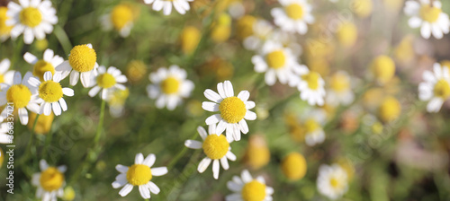 Closeup on White Daisy Like Flowers of Roman Chamomile Plant