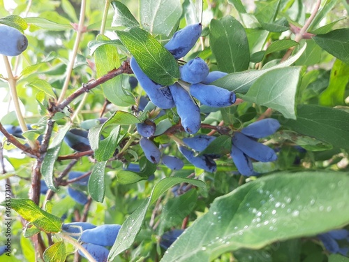 Honeysuckle berries. A bush with berries. Summer morning.
