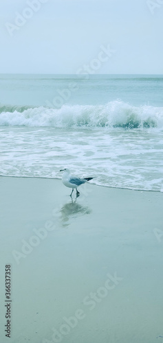 Bird seagull sitting by the beach. Wild seagull with natural soft blue background.