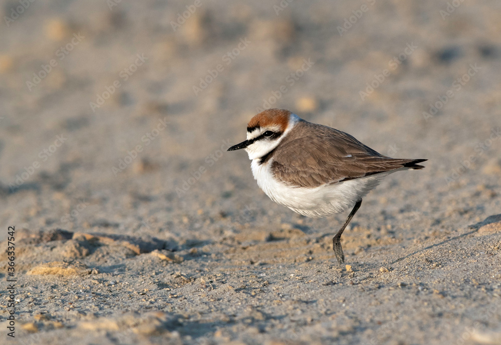 Kentish Plover in breeding plumage at Busaiteen beach, Bahrain Kentish Plover in breeding plumage at Busaiteen beach, Bahrain