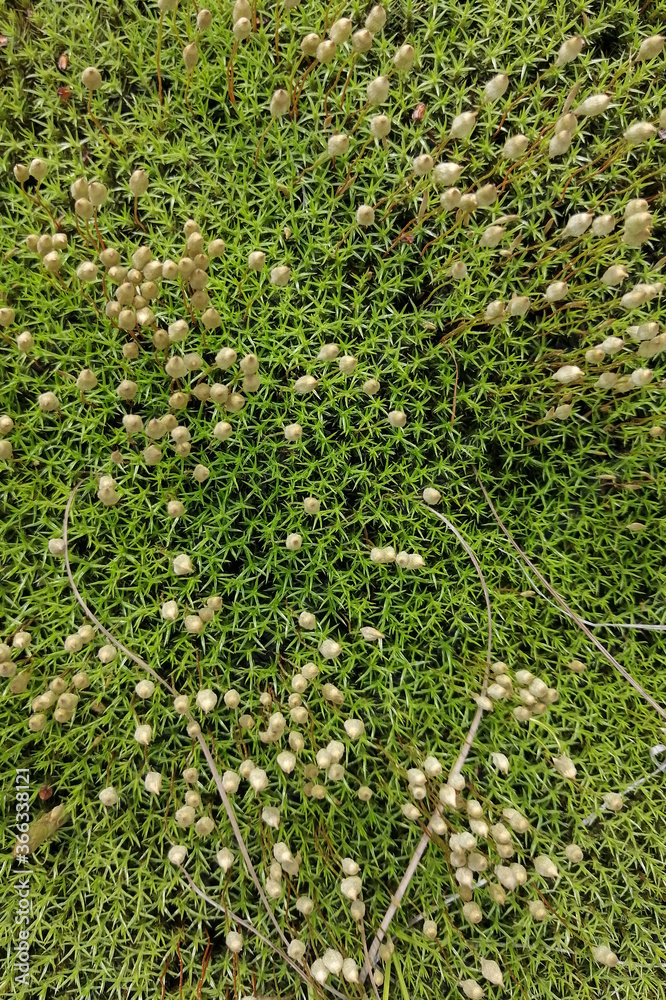 Diverse vegetation of the northern tundra. Small plants, flowers and mosses. Unique Flora of the Arctic. Summer nature of the North. Background images and screensavers. Diverse vegetation of the northern tundra. Small plants, flowers and mosses. Unique Flora of the Arctic. Summer nature of the North. Background images and screensavers.
