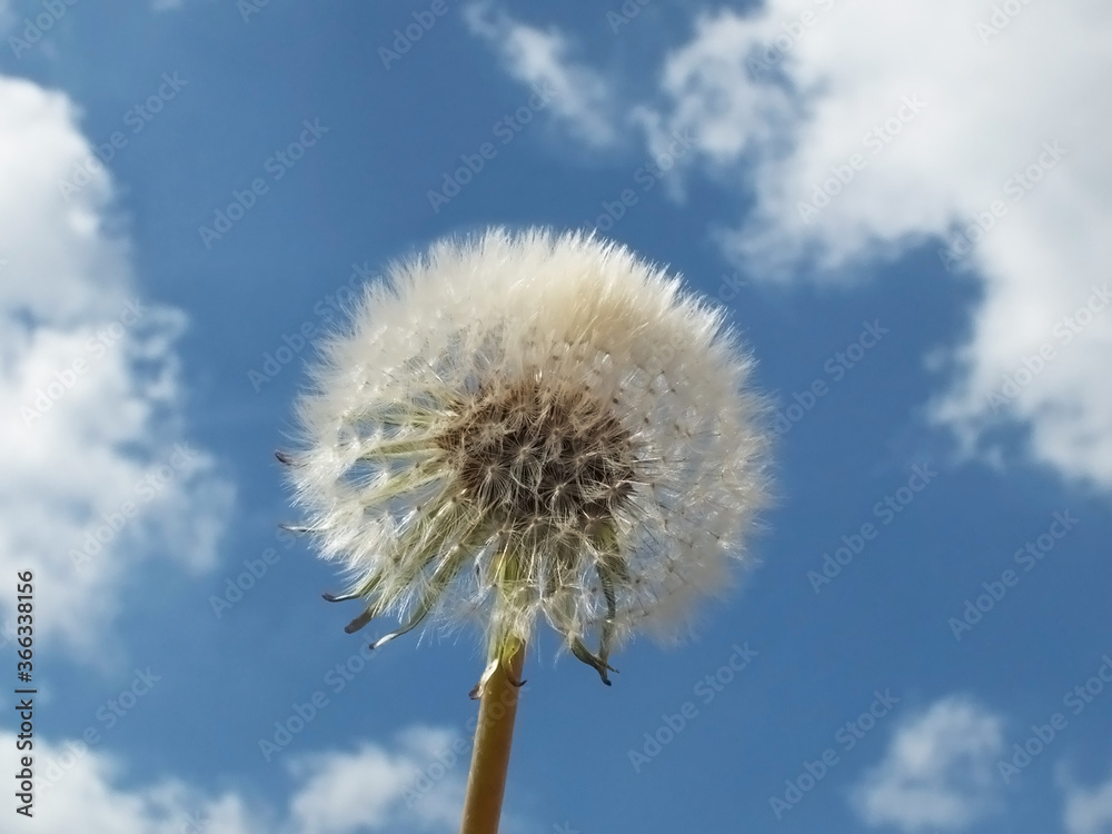 Front of whole dandelion in the sky