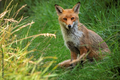 red fox in the grass © Chris