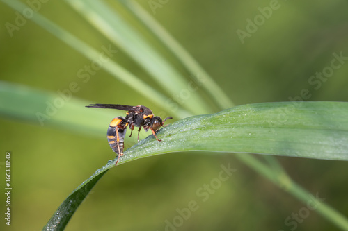 Photography A Nysson plagiatus wasp (proposed common name: Devious Sand Wasp) drinks the morning dew off a broad leaf of grass at Taylor Creek Park in Toronto, Ontario