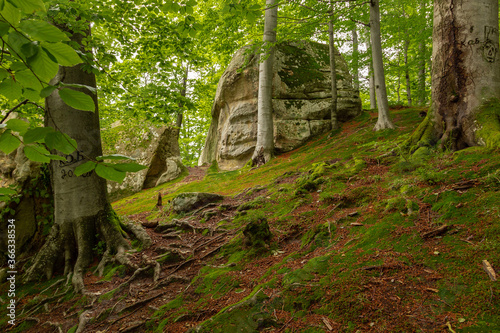 Giant stones and rocks are covered with moss among the beech forest. Polyanytskyi Regional Landscape Park  Dobusha Rocks  Carpathians  Ukraine. Sandstone rocks among the beech forest in summer time.