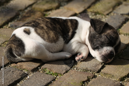 A Chibull pup is sleeping in the sun.
