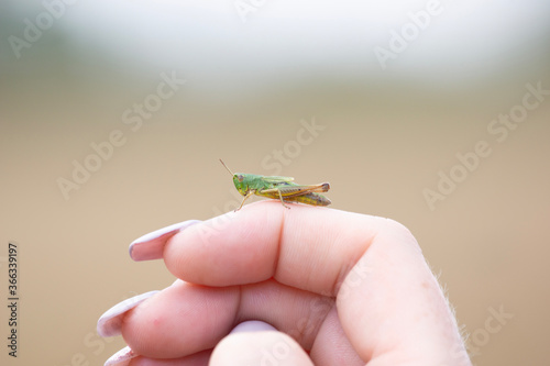 grasshopper on hand