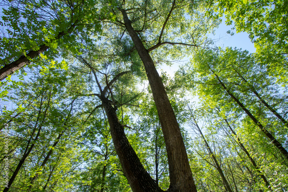 Crowns of park trees Crowns of park trees