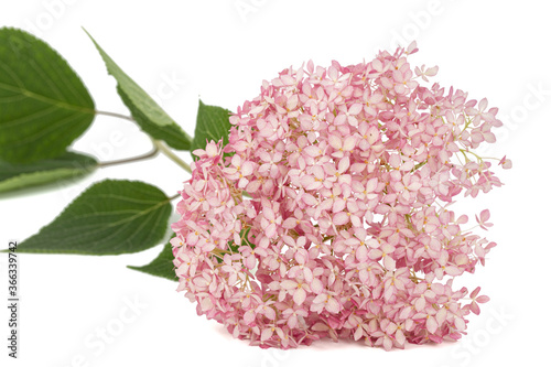 Inflorescence of the pink flowers of hydrangea close-up, isolated on white background