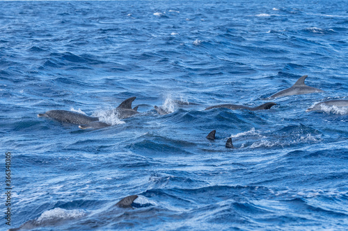 Dolphins in the hunt © Jose