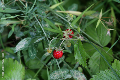 Red wild strawberries ripe in the forest