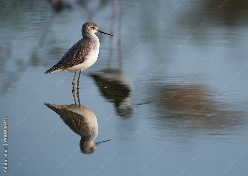 Obraz premium Marsh Sandpiper and black winged stilt , Bahrain