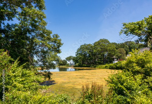 Pond overgrown with green duckweed in East Greenwich, RI, on a summer day.