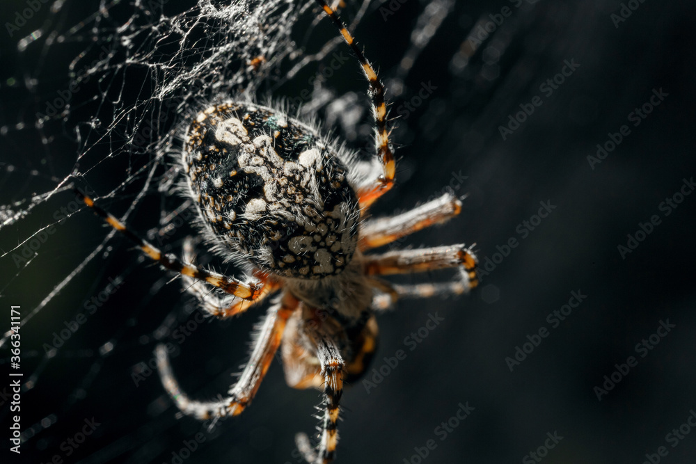 Spider on the web. Spider on the web.