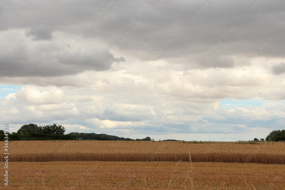 Ile de France - Limite entre la Brie et la Beauce - Champs de Blé