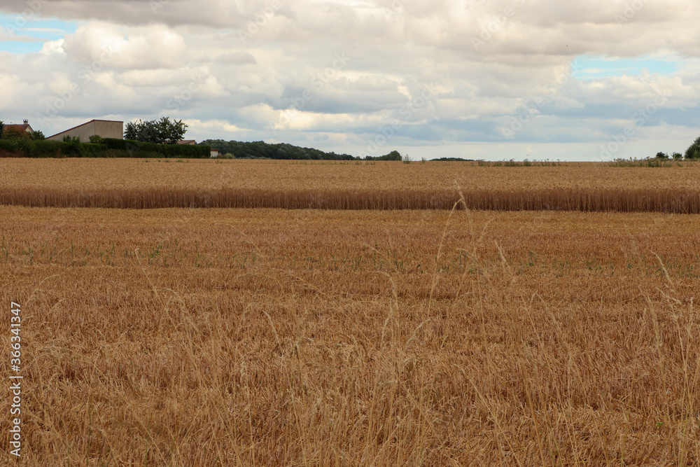 Ile de France - Brie - Beauce - Champ de Blé en cours de moisson Ile de France - Brie - Beauce - Champ de Blé en cours de moisson