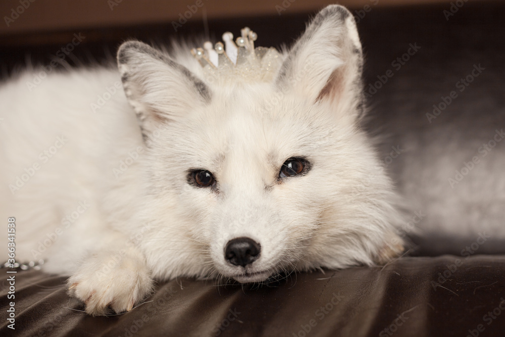 white fox brown New Year decorations white fox brown New Year decorations