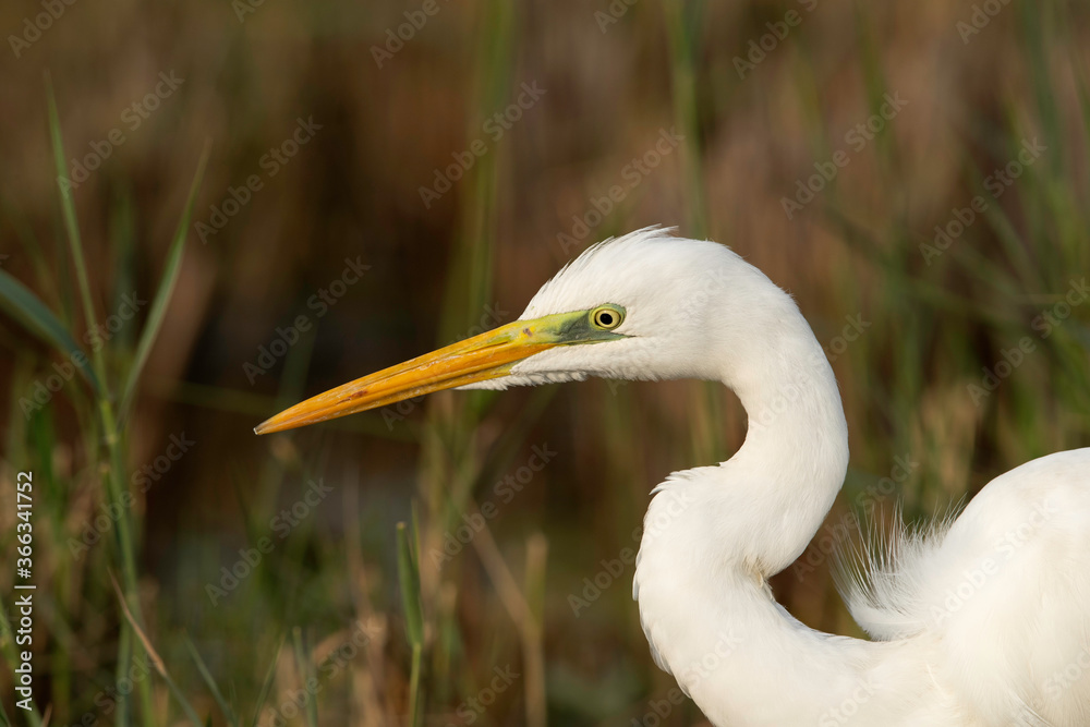 Fototapeta premium Portrait of a Great Egret, Bahrain