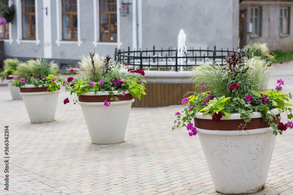 flowers in pots on the street