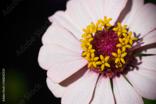 Pink Zinnia