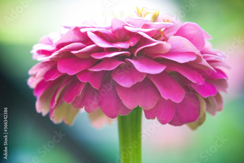 Pink Zinnia