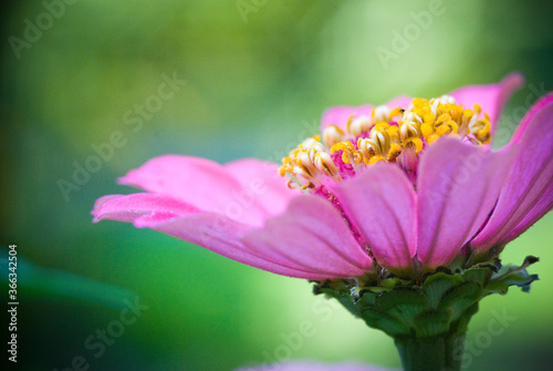 Pink Zinnia