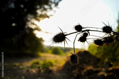 teasel plant silhouette through the sunset photo
