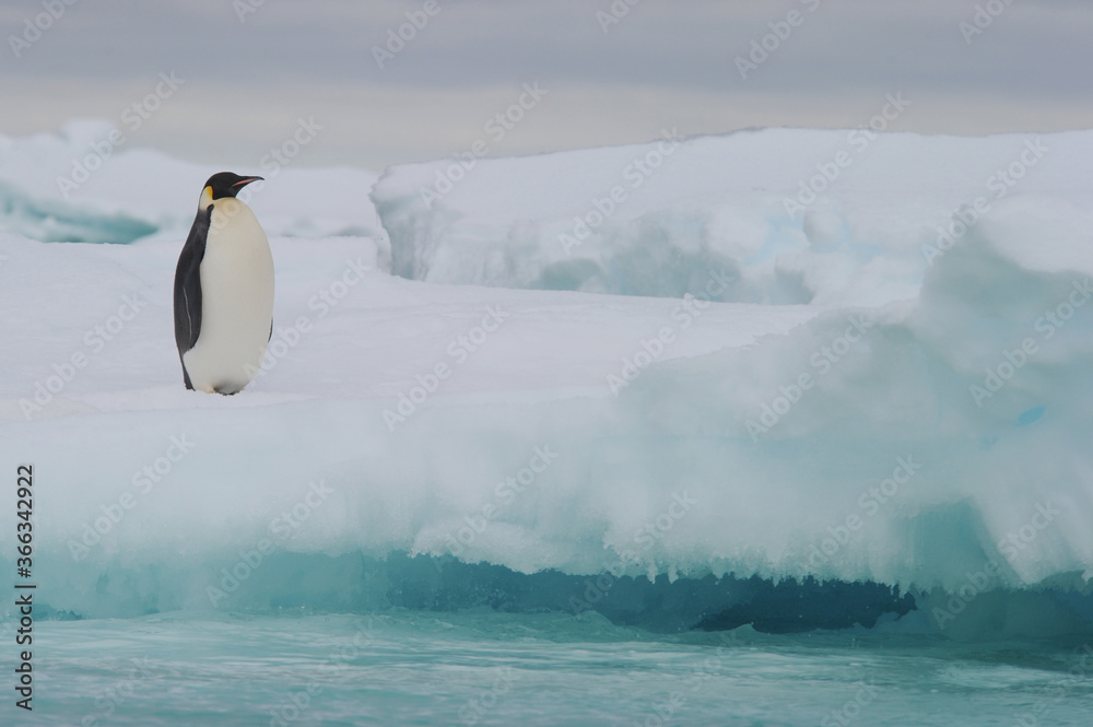 Fototapeta premium Emperor penguin (Aptenodytes forsteri)