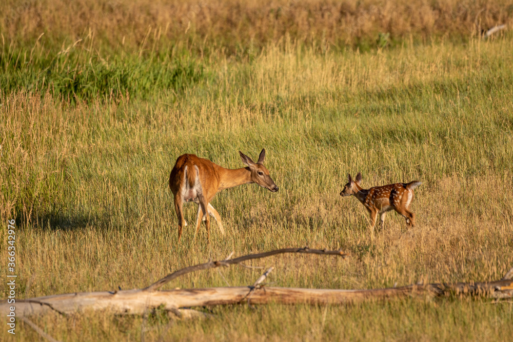 Whitetail Deer Doe and Fawn in Summer in Colorado Whitetail Deer Doe and Fawn in Summer in Colorado