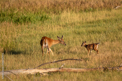 Whitetail Deer Doe and Fawn in Summer in Colorado
