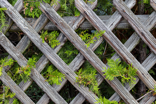 old wooden fence