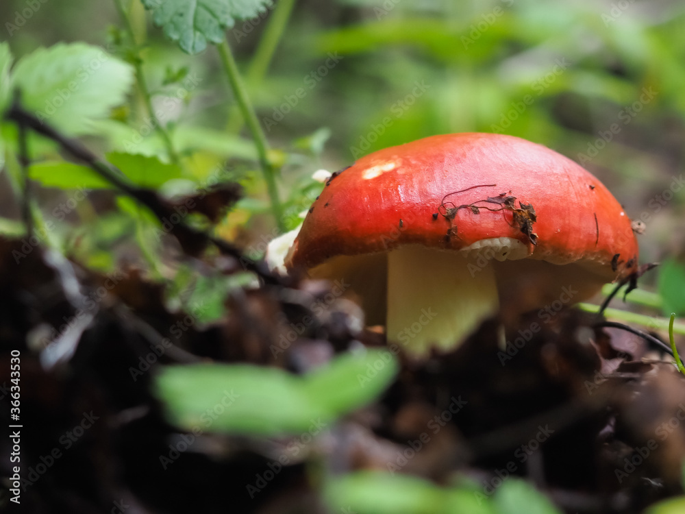 red mushroom Russula in the woods. search for mushrooms. hobby red mushroom Russula in the woods. search for mushrooms. hobby
