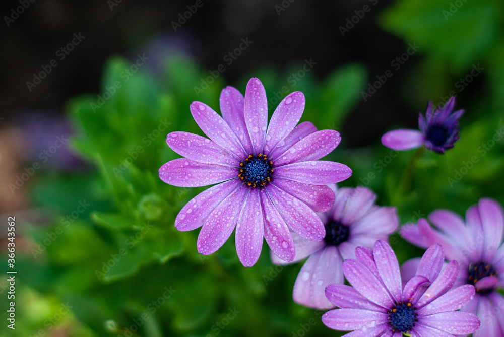 Close up view of the beautiful Osteospermum violet daisy flowers. They are known as Cape daisy or African daisies. Close up view of the beautiful Osteospermum violet daisy flowers. They are known as Cape daisy or African daisies.