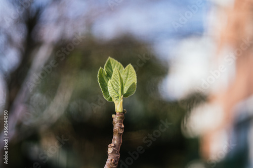 Leaves growing from the branch of a tree in spring