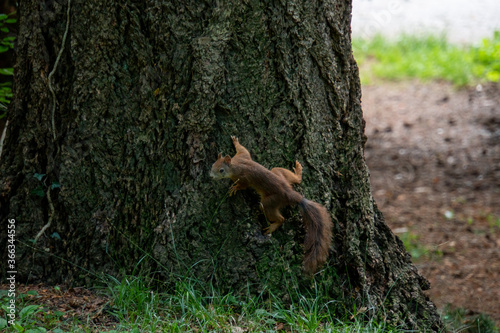 Eichhörnchen sitzt auf einem Baum