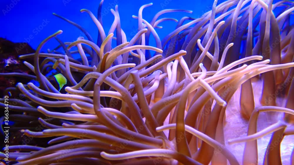 Sea anemone, which live in symbiosis amphiprion fish