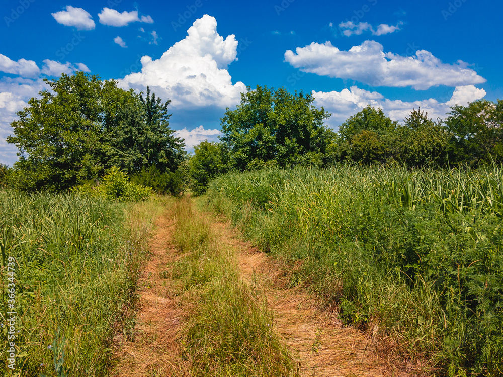 A field with growing green young corn and an old dirt road on a sunny summer day with a blue sky with white clouds. A field with growing green young corn and an old dirt road on a sunny summer day with a blue sky with white clouds.