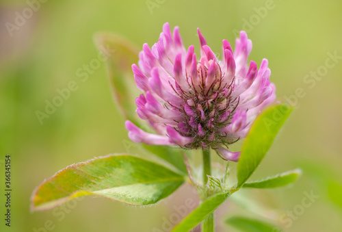 Trifolium pratense or Red Clover with Bokeh