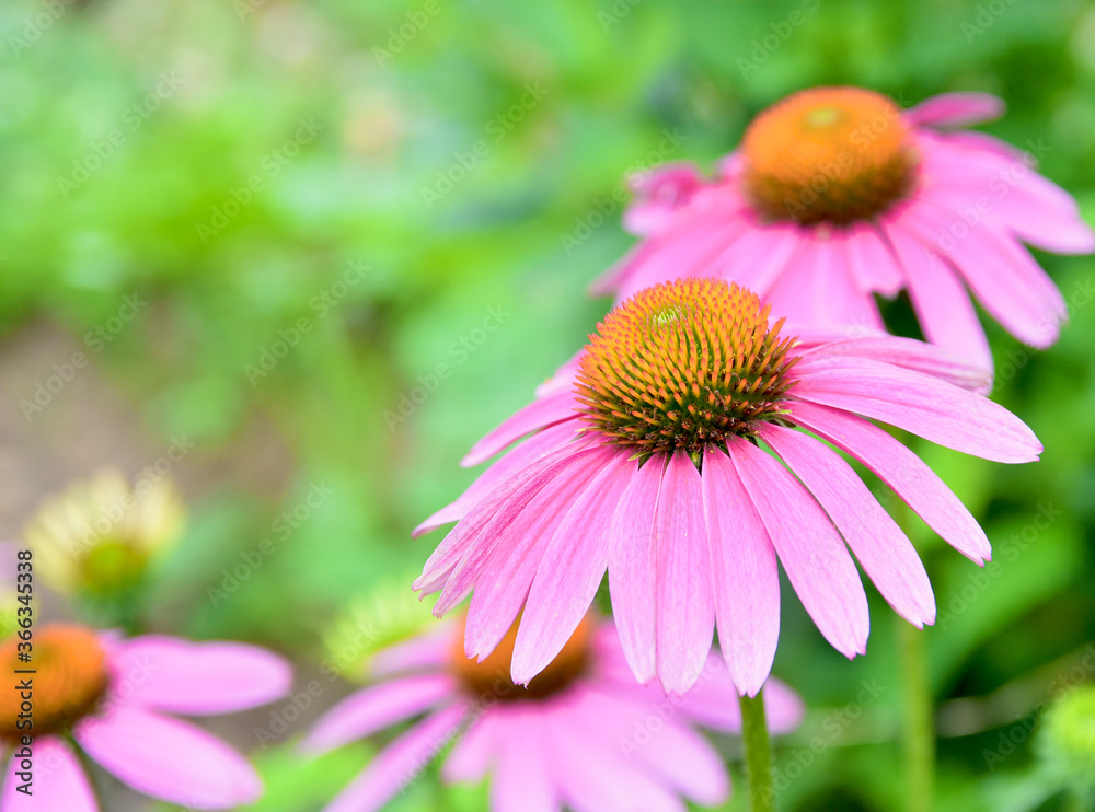 Obraz premium Purple coneflowers (Echinacea Purpurea) with copy space.