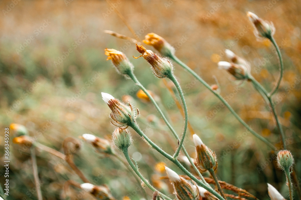 Obraz premium wildflower in meadow