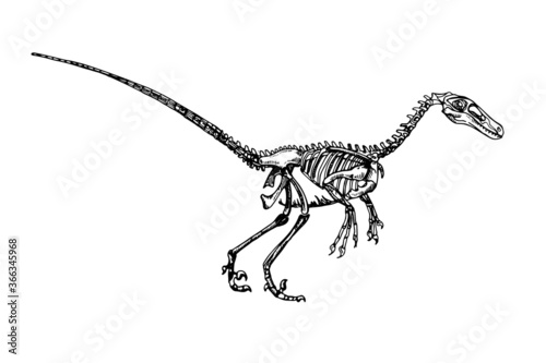 Graphic illustration of velociraptor.Dinosaur skeleton sketch
