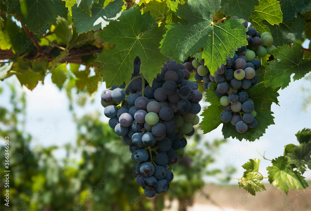Ripe black grapes in the vineyard. Israel.