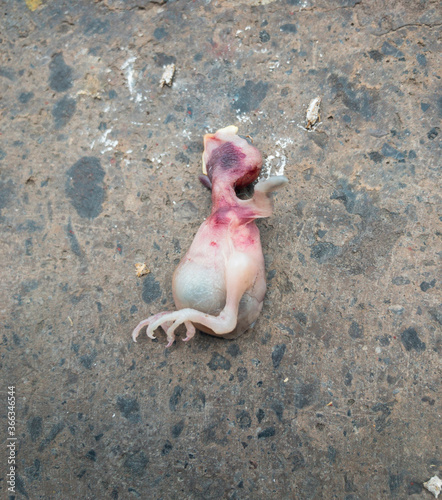 Biología de pájaro recién nacido muerto en ciudad. Naturaleza muerta